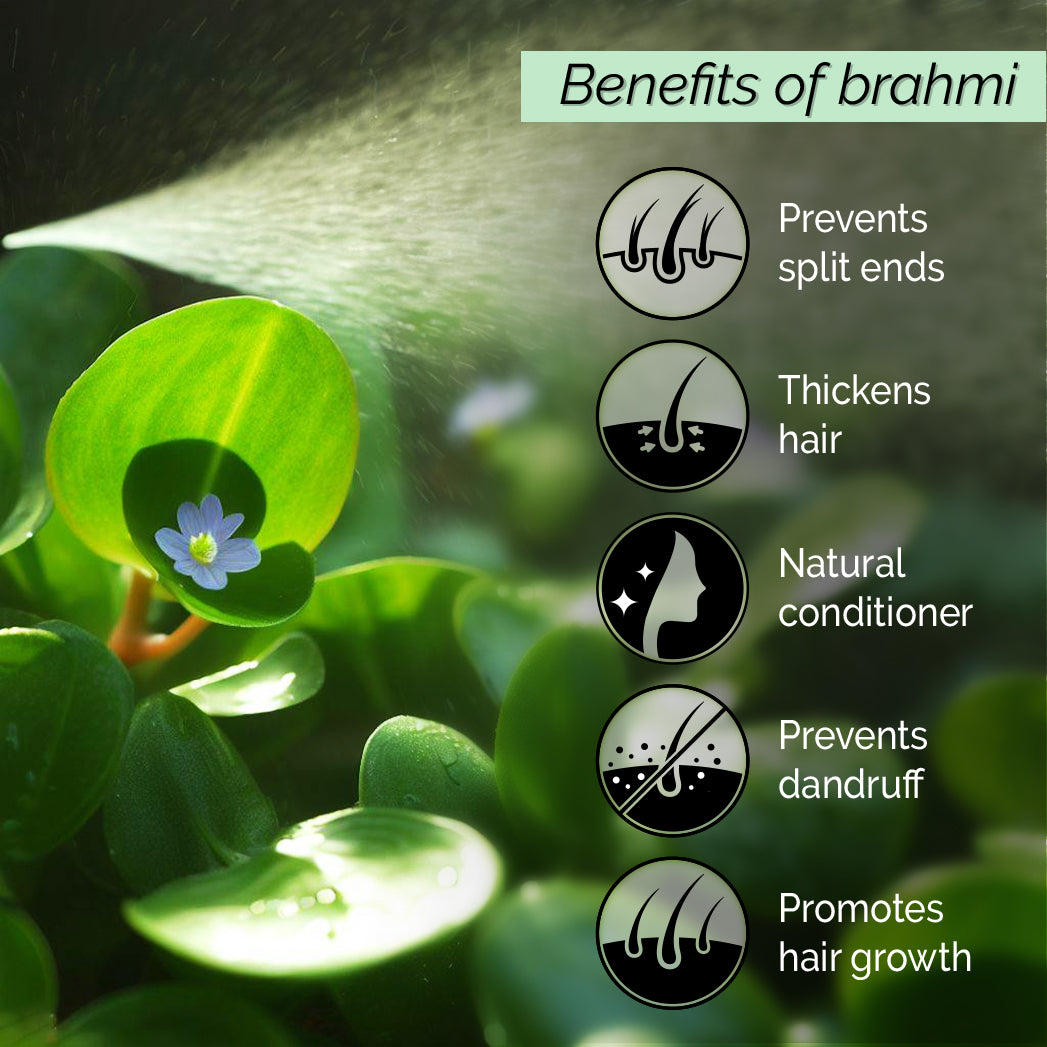 Brahmi <h4>Natural Conditioner & Hair Growth Promoter <h4> <h6> Non-greasy. No alcohol or preservatives added.<h6>